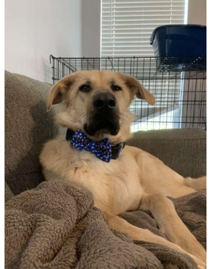 Mac and Cheese Blue - Cutie Ties Dog Bow Tie - One Size