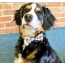 Football - Cutie Ties Dog Bow Tie - One Size