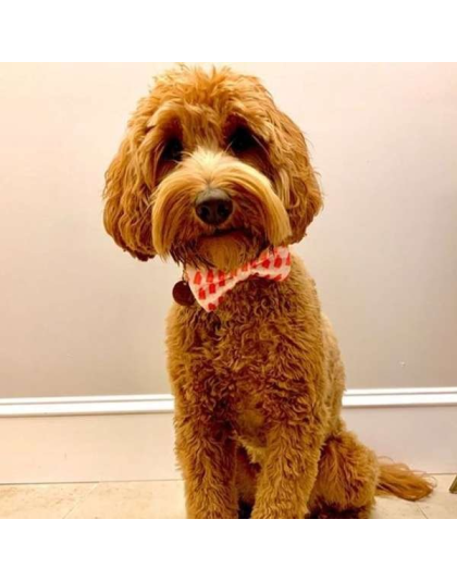 Ice Pops - Cutie Ties Dog Bow Tie - One Size