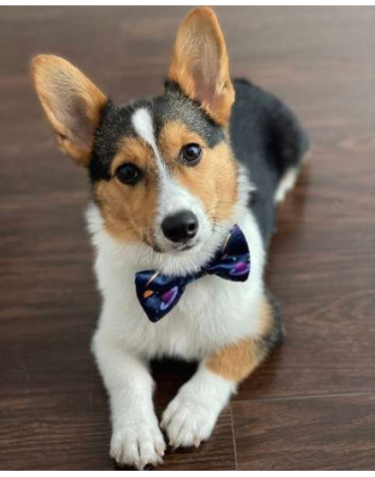 Space Planets - Cutie Ties Dog Bow Tie - One Size