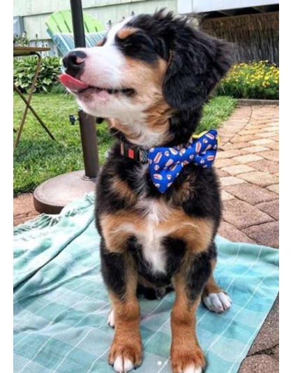 Baseball/Hotdogs - Cutie Ties Dog Bow Tie - One Size