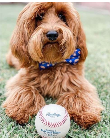 Baseball/Hotdogs - Cutie Ties Dog Bow Tie - One Size