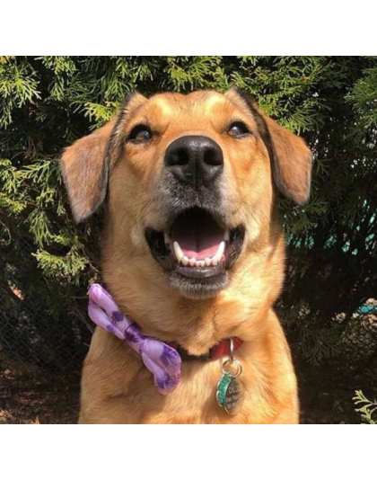 Purple Sky  - Cutie Ties Dog Bow Tie - One Size