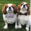 Chocolate Chip Cookie/White - Cutie Ties Dog Bow Tie - One Size