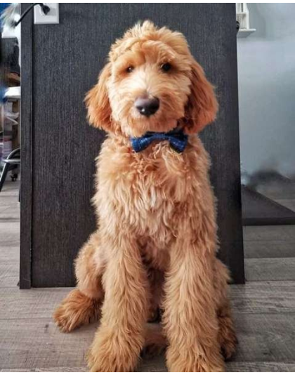 Moon & Stars - Cutie Ties Dog Bow Tie - One Size