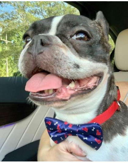 Red, White and Bones - Cutie Ties Dog Bow Tie - One Size
