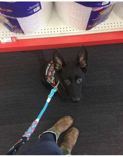 Blue - Hands Free Multifunctional Dog Leash - 9 ft - End to End