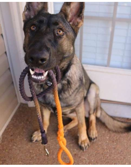 Black and Orange Ombre  - Rope Dog Leash - Traffic Lead (2 ft)