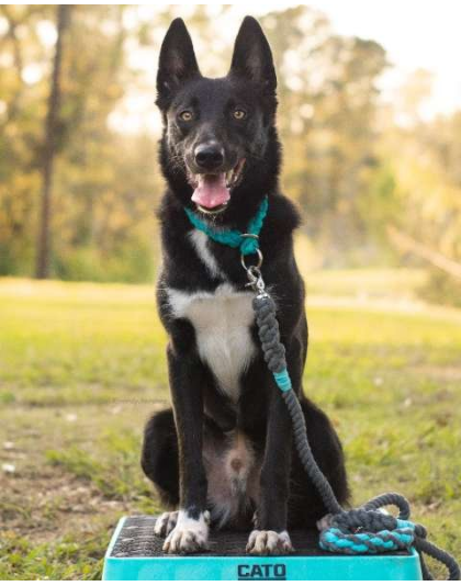 Grey and Aqua 2 - Rope Dog Leash - Traffic Lead (2 ft)