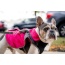 Fuschia - 2-in-1 Travel Dog Vest With Built In Harness - Medium