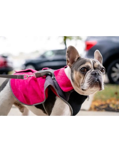 Fuschia - 2-in-1 Travel Dog Vest With Built In Harness - Large
