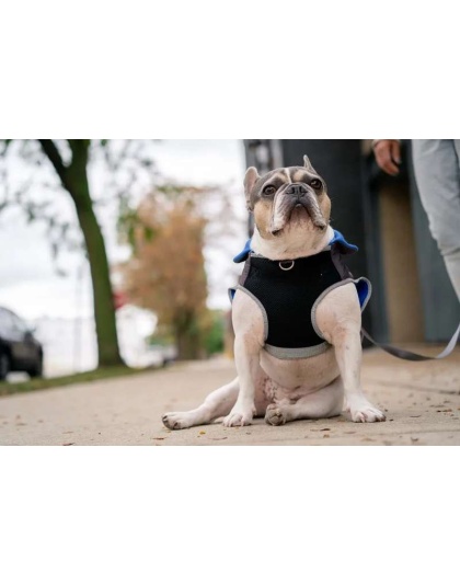 Royal Blue - 2-in-1 Travel Dog Vest With Built In Harness - Small