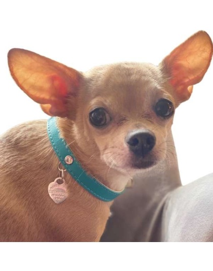 Return to Sniffany Charm Necklace - 10"