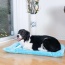 Sky Blue - Armarkat Pet Bed Mat, Dog Crate Soft Pad W Poly Fill Cushion - M