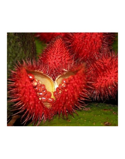 Achiote Powder - Urinary, Bladder & Probiotic Digestive Support* The Petz Kitchen - 4 Oz