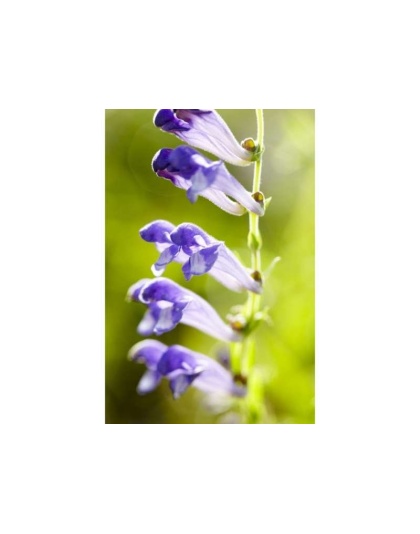 Bug Off Natural Defense Meal Topper* Flea, Tick & Pest Defense For Dogs, Cats & Horses* - 4 Oz.