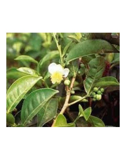 Cats Love Suma Whole Body Adaptogen Tonic* Nutritional Meal Topper For Cats*