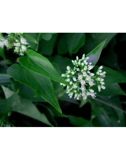 Cipo Cabeludo Powder - Prostate & Urinary Tract Disorder Support* - 4 Oz