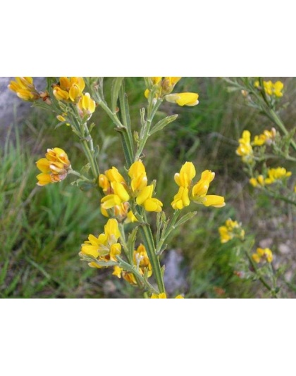 Digestion Support Meal Topper For Adult & Senior Dogs* - 4 oz.