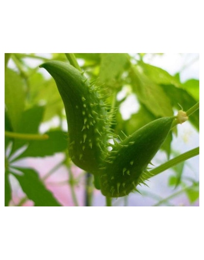 Don'T Go Breaking My Heart Cholesterol, Blood Pressure & Cardiac Support* - CAT/ 150 caps / 250 mg.