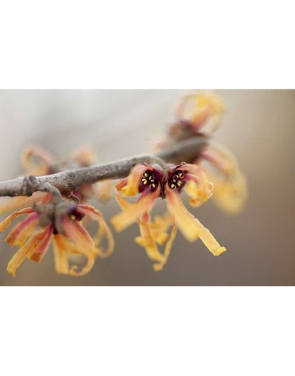 Easy Flow Keep Moving & Grooving - Vein, Circulation & Heart Support* - DOG / 90 caps /  500 mg