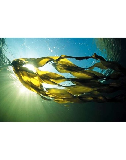 Gland Candy Omega 3 & 6 Lymphatic, Weight & Probiotic Immune Support * - DOG/ 250 caps / 500 mg.