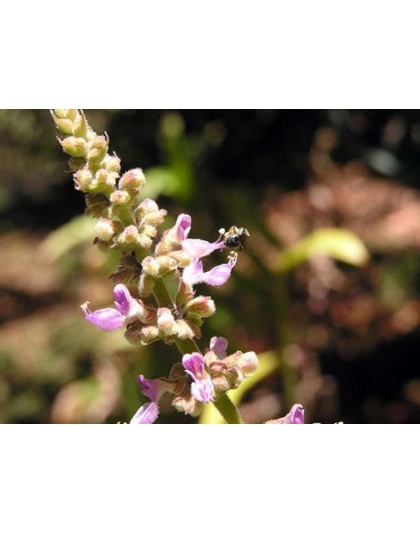 Hepa Protect Max Capsules - Liver, Kidney, Bladder & Gall Bladder Support & Cleanse* - CAT /150 caps / 250 mg