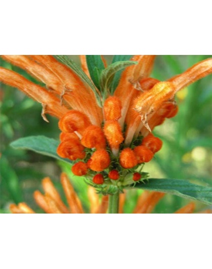 Hepa Protect Max Tincture* Master Blend Liver Kidney & Bladder Support & Cleanse 10:1 Extract* - CAT 1 Fl. Oz. 10:1