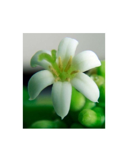 I Cellebrate Life Max - Antioxidant Cellular Boost + Adjunctive Lipoma Support* - DOG/ 250 caps / 500 mg