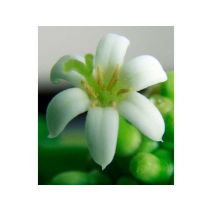 I Cellebrate Life Max - Antioxidant Cellular Boost + Adjunctive Lipoma Support* - CAT/ 150 caps / 250 mg