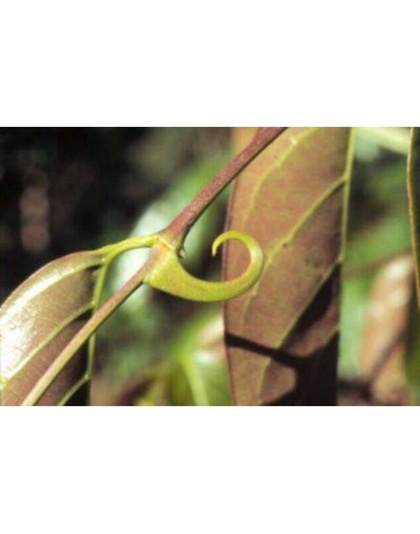 I Feel Good - Immune, Inflammation, Joint & Digestive Support* Dogs And Cats - DOG 150 caps / 500 mg