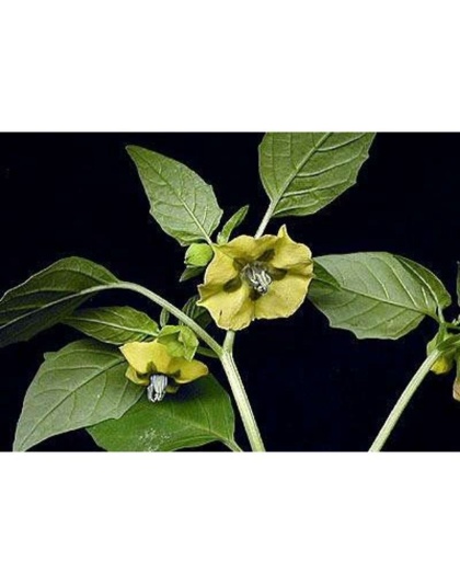 Immune Health Meal Topper For Dogs & Cats* - Flavored  For Dogs And Cats* - 4 oz/Dog