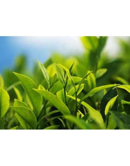 Kick Start My Heart Probiotic Heart (Cardiovascular) & Circulation Support* - DOG/ 90 caps / 400 mg