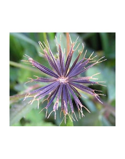 Life'S An Itch Capsules - Respiratory, Allergy & Skin Support* Capsules For Dogs & Cats* - Dog 250 capsules -600 mg. Turkey Flavor