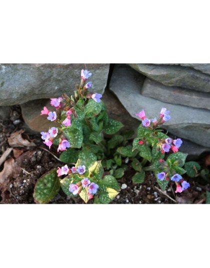 Life'S An Itch No More Sneezing & Wheezing* Respiratory, Allergy & Tracheal Support* - DOG / 8.9 fl oz / 223 ml