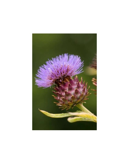 Love Your Liver Liver, Kidney, Gall Bladder & Digestive Support* - DOG/ 90 Caps/ 500 mg