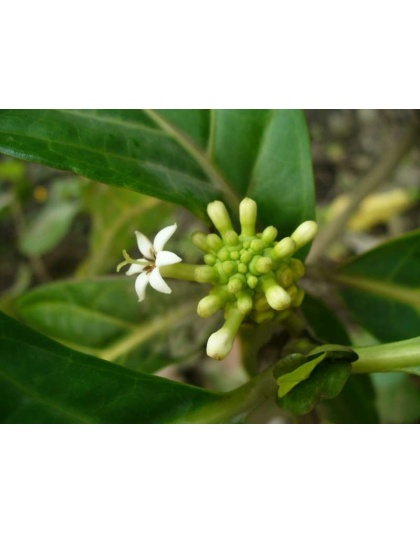 Lumps And Bumps Capsules - Irregular Tissue Support* For Dogs And Cats* - DOG 90 Capsules 450 mg.