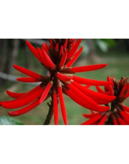 Mulungu Powder - Anxiety Stress Sleep Gaba & Cns Support* The Petz Kitchen - Organic Human Grade Ingredients For Home Prepared Meals & Treats - 2 Oz SHAKER