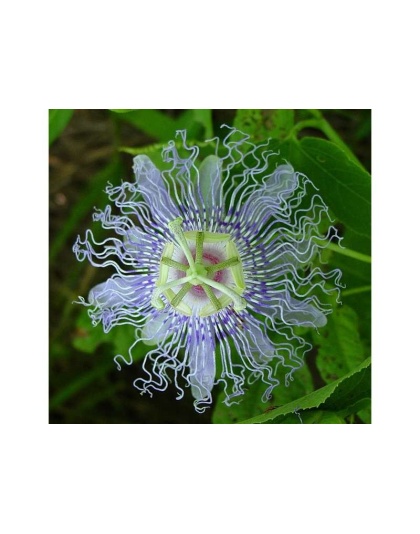 Passion Flower - Mood Anxiety Stress Sedative & Pain Support* - The Petz Kitchen - 4 Oz