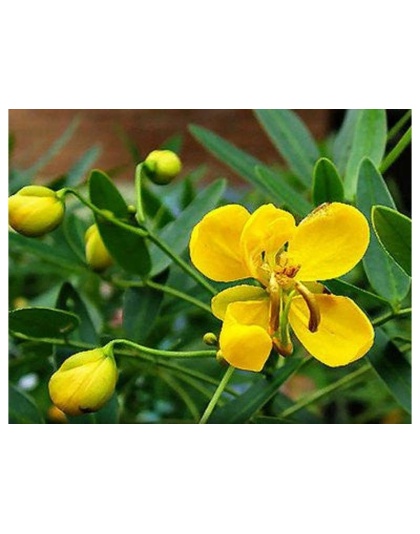 Shake Your Groove Thing - Bowel & Parasite Detox & Cleanse* - DOG/ 90 caps / 500 mg