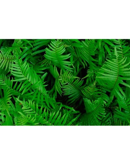 Skin Samurai Max - Master Blend Skin, Coat & Infection Defense For Dogs & Cats* - Dog - 90 caps / 500 mg