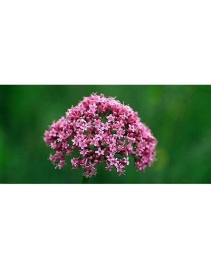 Soothed & Serene - All Systems Anxiety, Calming & Stress Support* Dogs & Catss & Cats* - DOG/ 250 caps / 500 mg /Size 1