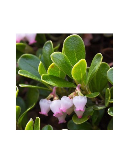 Stix And Stones Capsules* Kidney, Urinary Tract Infection & Stone Support* - DOG/ 250 caps / 500 mg / Size 1 Cap