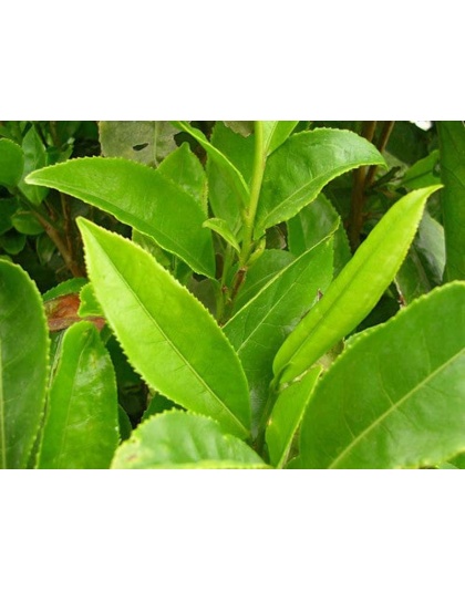 Super Model In A Bottle - Metabolic Weight & Obesity Slimming Support* Adult & Senior Pets* - DOG /150 caps / 500 mg  Turkey Flavor