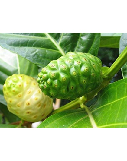 Tissue Issues* Antioxidant Master Blend Tissue Support For Dogs & Cats* - Dogs 500 mg / 90 caps Size 1