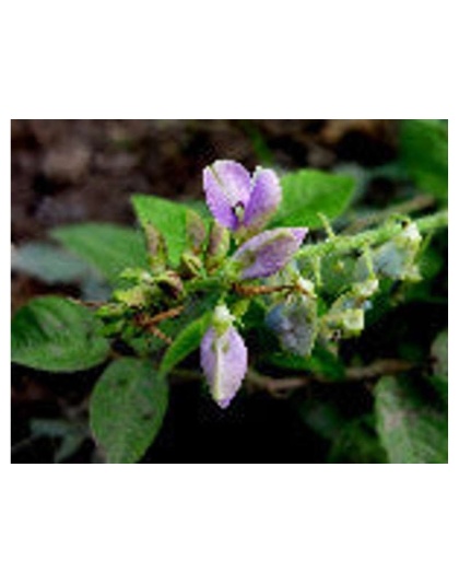 Tummy Gladiator - Digestion, Adjunctive Reflux & Urinary Tract Support* - Dog / 250 caps / 500 mg/ Size 1