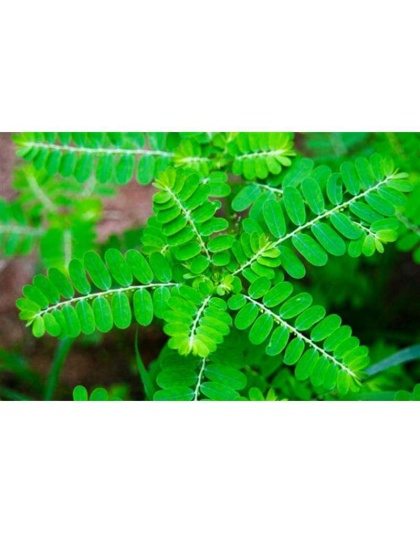 Urinary Tract Infection Starter Pack For Dogs And Cats * - Cat Capsule / Size 3 / 30 Capsules