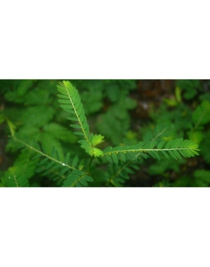 Chanca Piedra - Stone Breaker* Urinary Infection & Inflammation Support*  The Petz Kitchen - Organic & Human Grade Ingredients For Home Prepared Meals & Treats - 8 Oz