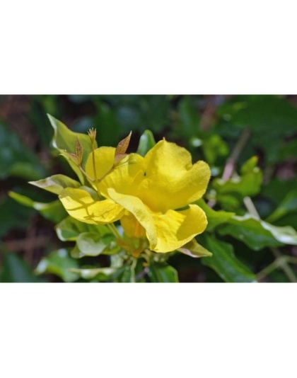 Cat'S Claw Powder Immune & Inflammation Support* The Petz Kitchen Organic & Human Grade Ingredients For Home Prepared Meals & Treats - 8 oz.