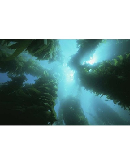 Yelp For Kelp - Omega 3 & 6 Thyroid & Whole Body Multi-Mineral, Vitamin & Dental Support* - DOG/ 150 caps / 500 mg / Size 1